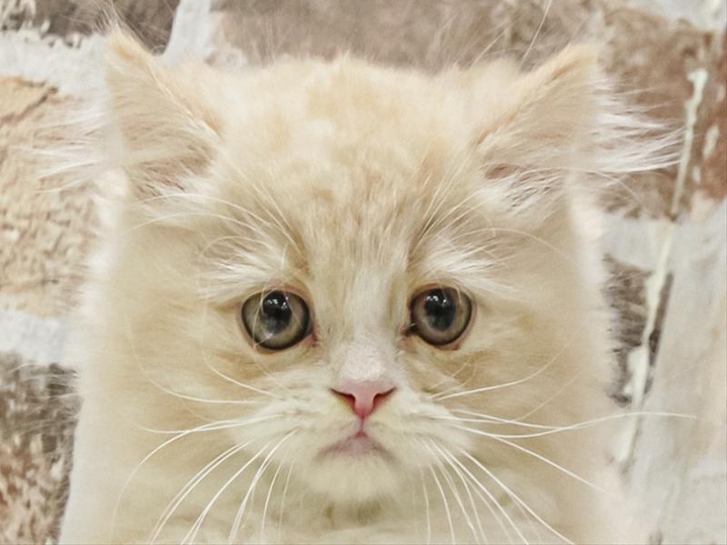 愛知県のフォールデックス (ワンラブ名古屋守山インター総本店/2025年8月23日生まれ/男の子/クリームタビーホワイト)の子猫の1枚目の画像