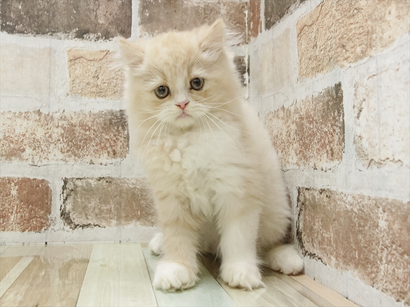 愛知県のフォールデックス (ワンラブ名古屋守山インター総本店/2025年8月23日生まれ/男の子/クリームタビーホワイト)の子猫の3枚目の画像