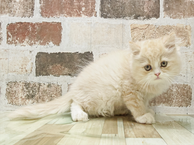 愛知県のフォールデックス (ワンラブ名古屋守山インター総本店/2025年8月23日生まれ/男の子/クリームタビーホワイト)の子猫の2枚目の画像