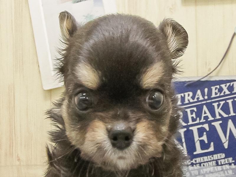 宮崎県のチワワ(ロング) (ワンラブｽｰﾊﾟｰｾﾝﾀｰﾆｼﾑﾀ五十市店/2025年8月26日生まれ/男の子/ブラッククリームホワイト)の子犬の1枚目の画像