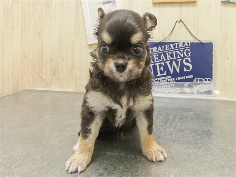 宮崎県のチワワ(ロング) (ワンラブｽｰﾊﾟｰｾﾝﾀｰﾆｼﾑﾀ五十市店/2025年8月26日生まれ/男の子/ブラッククリームホワイト)の子犬の3枚目の画像