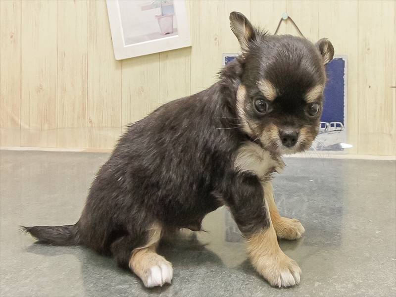 宮崎県のチワワ(ロング) (ワンラブｽｰﾊﾟｰｾﾝﾀｰﾆｼﾑﾀ五十市店/2025年8月26日生まれ/男の子/ブラッククリームホワイト)の子犬の2枚目の画像