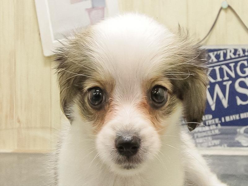 愛知県のパピヨン (ワンラブ名古屋守山インター総本店/2025年8月29日生まれ/女の子/ホワイトブラウン)の子犬の1枚目の画像