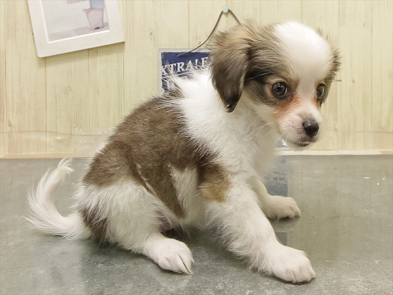 愛知県のパピヨン (ワンラブ名古屋守山インター総本店/2025年8月29日生まれ/女の子/ホワイトブラウン)の子犬の2枚目の画像