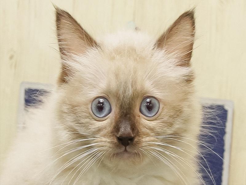 愛知県のラグドール (ワンラブ名古屋守山インター総本店/2025年8月28日生まれ/女の子/シールポイントミテッド)の子猫の1枚目の画像