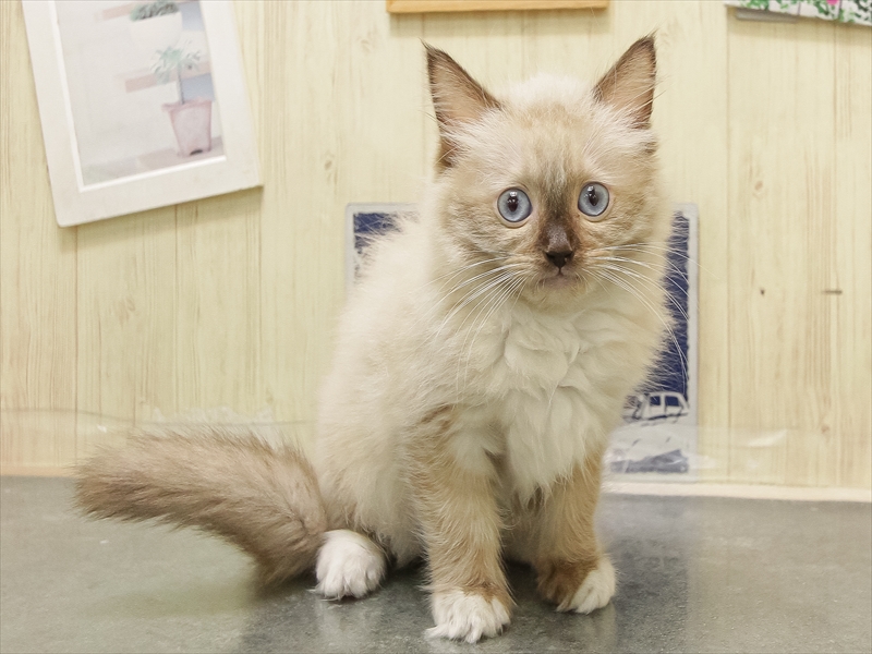 愛知県のラグドール (ワンラブ名古屋守山インター総本店/2025年8月28日生まれ/女の子/シールポイントミテッド)の子猫の3枚目の画像