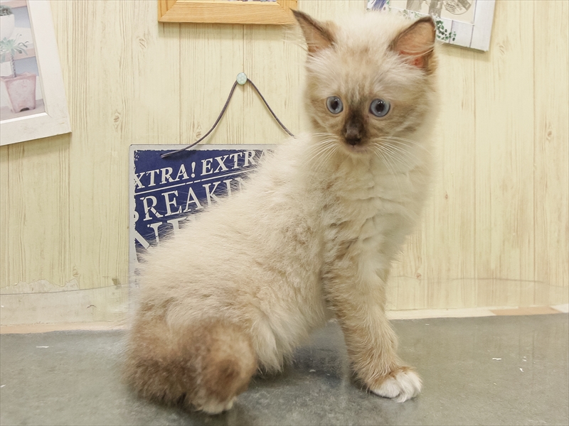 愛知県のラグドール (ワンラブ名古屋守山インター総本店/2025年8月28日生まれ/女の子/シールポイントミテッド)の子猫の2枚目の画像