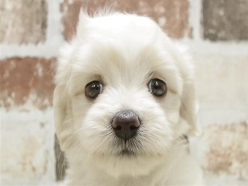 愛知県のマルックス(マルチーズ×ダックス) (ワンラブMEGAﾄﾞﾝ･ｷﾎｰﾃ ｸﾗｽﾎﾟ蒲郡店/2025年8月31日生まれ/女の子/ホワイト)の子犬の1枚目の画像