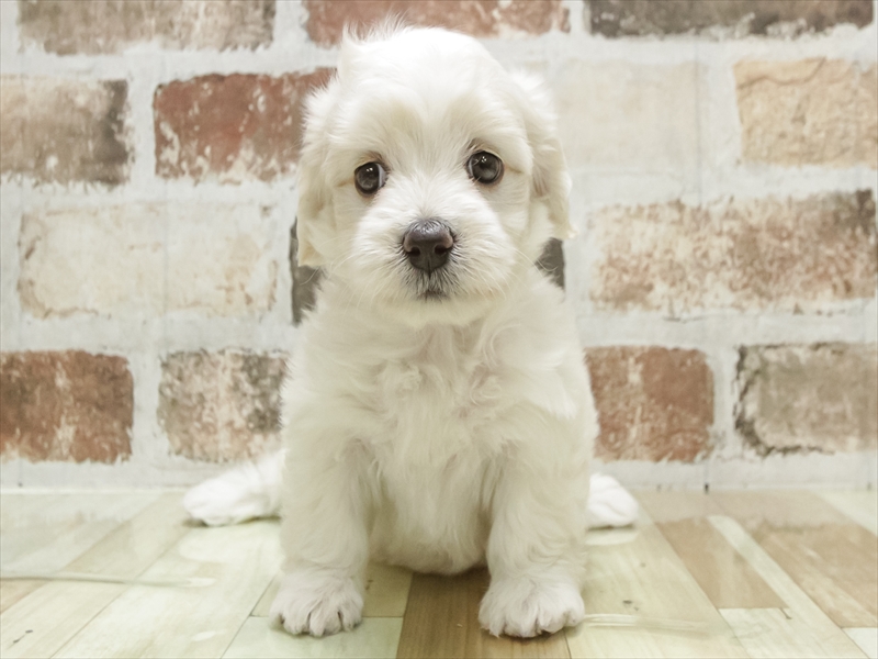 愛知県のマルックス(マルチーズ×ダックス) (ワンラブMEGAﾄﾞﾝ･ｷﾎｰﾃ ｸﾗｽﾎﾟ蒲郡店/2025年8月31日生まれ/女の子/ホワイト)の子犬の3枚目の画像