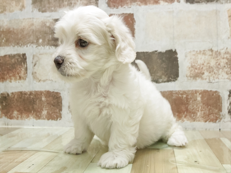 愛知県のマルックス(マルチーズ×ダックス) (ワンラブMEGAﾄﾞﾝ･ｷﾎｰﾃ ｸﾗｽﾎﾟ蒲郡店/2025年8月31日生まれ/女の子/ホワイト)の子犬の2枚目の画像