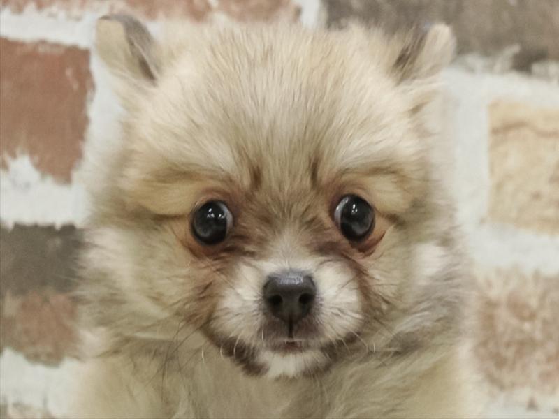 宮崎県のポメチワ/チワポメ/ポメチー(ポメラニアン×チワワ) (ワンラブスーパーセンターニシムタ五十市店/2025年8月29日生まれ/女の子/ウルフセーブル)の子犬の1枚目の画像