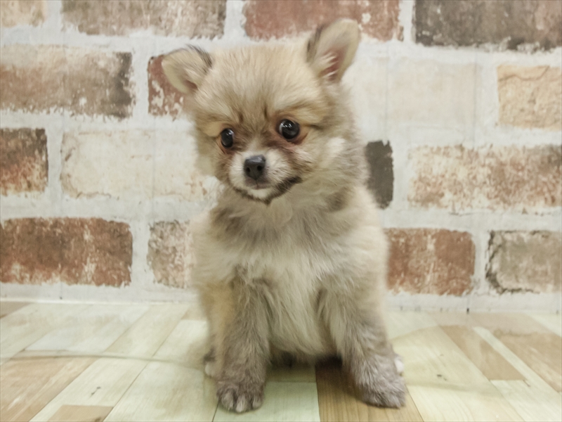 宮崎県のポメチワ/チワポメ/ポメチー(ポメラニアン×チワワ) (ワンラブスーパーセンターニシムタ五十市店/2025年8月29日生まれ/女の子/ウルフセーブル)の子犬の3枚目の画像