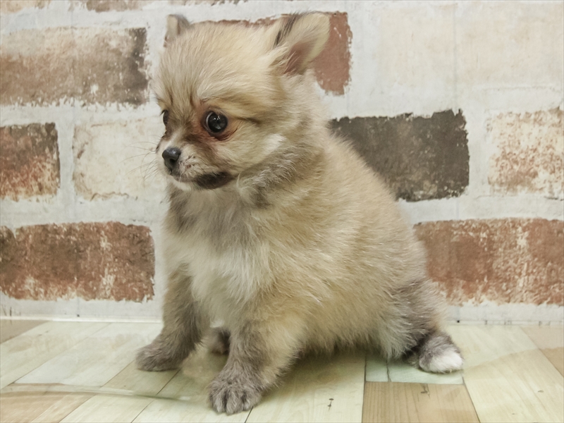 宮崎県のポメチワ/チワポメ/ポメチー(ポメラニアン×チワワ) (ワンラブスーパーセンターニシムタ五十市店/2025年8月29日生まれ/女の子/ウルフセーブル)の子犬の2枚目の画像