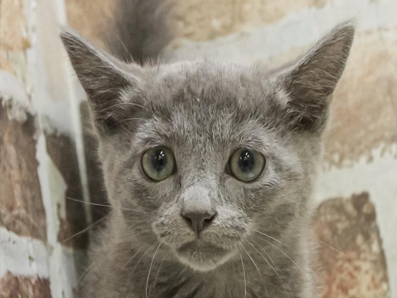 滋賀県のロシアンブルー (ワンラブカインズ甲賀店/2025年8月28日生まれ/女の子/ブルー)の子猫の1枚目の画像