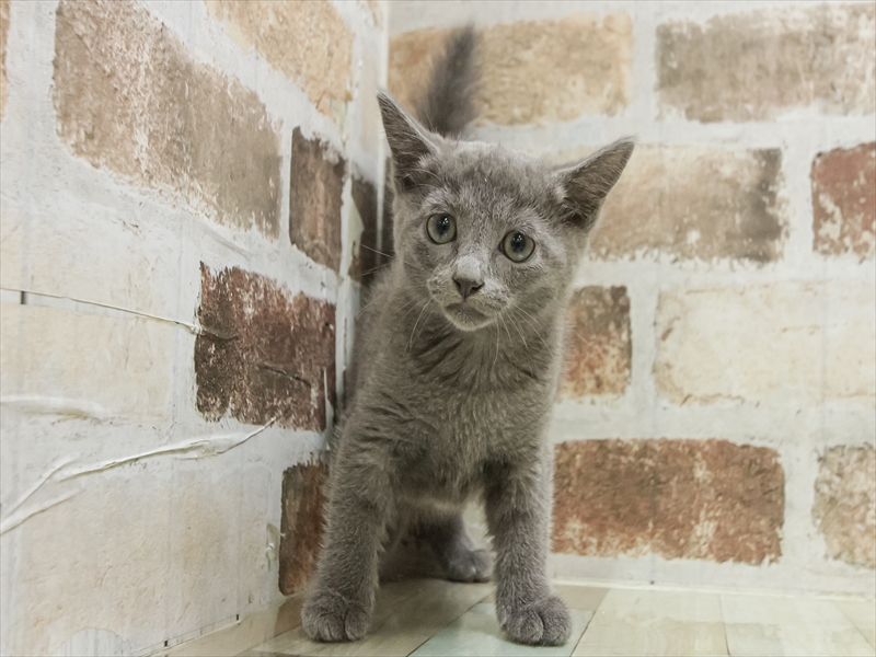 滋賀県のロシアンブルー (ワンラブカインズ甲賀店/2025年8月28日生まれ/女の子/ブルー)の子猫の3枚目の画像