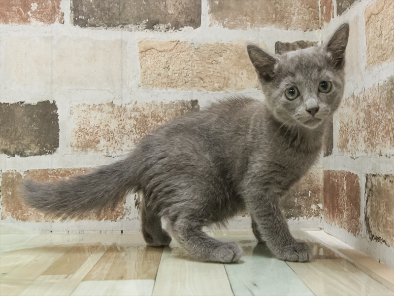 滋賀県のロシアンブルー (ワンラブカインズ甲賀店/2025年8月28日生まれ/女の子/ブルー)の子猫の2枚目の画像