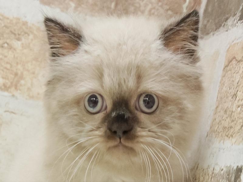 愛知県のヒマラヤン (ワンラブ名古屋守山インター総本店/2025年8月31日生まれ/男の子/シールポイントミテッド)の子猫の1枚目の画像