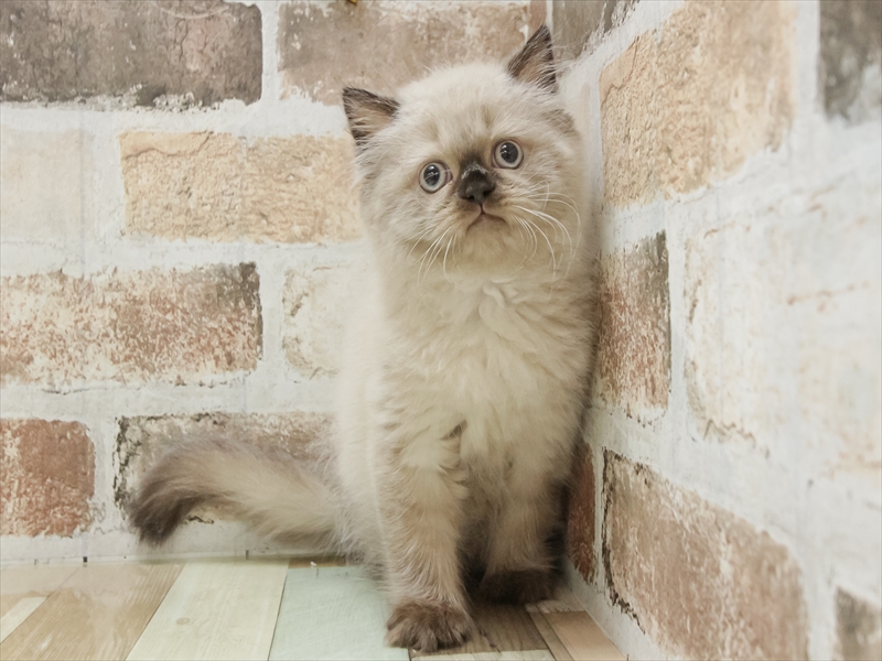 愛知県のヒマラヤン (ワンラブ名古屋守山インター総本店/2025年8月31日生まれ/男の子/シールポイントミテッド)の子猫の3枚目の画像