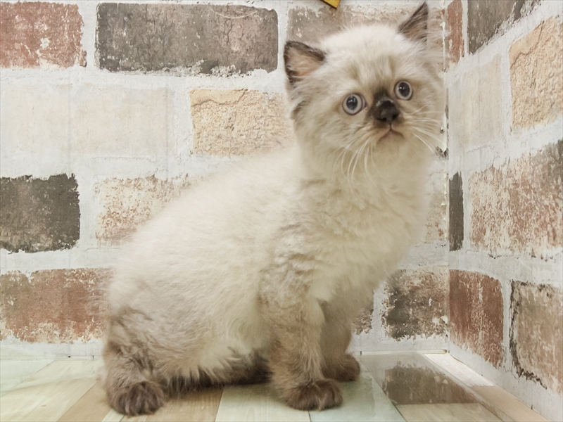 愛知県のヒマラヤン (ワンラブ名古屋守山インター総本店/2025年8月31日生まれ/男の子/シールポイントミテッド)の子猫の2枚目の画像