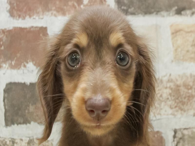 愛知県のカニンヘンダックスフンド(ロング) (ワンラブドン・キホーテ緑店(FC)/2025年8月28日生まれ/男の子/チョコレートタン)の子犬の1枚目の画像