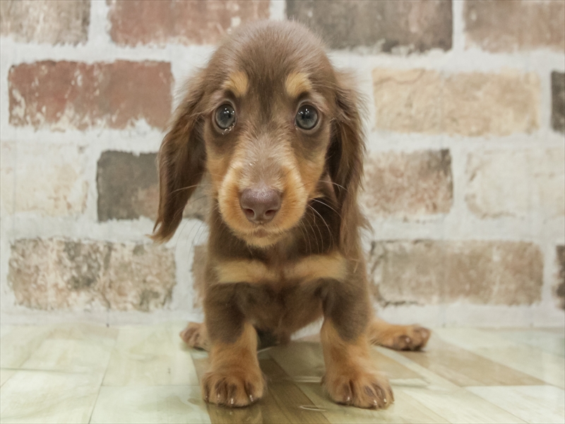 愛知県のカニンヘンダックスフンド(ロング) (ワンラブドン・キホーテ緑店(FC)/2025年8月28日生まれ/男の子/チョコレートタン)の子犬の3枚目の画像