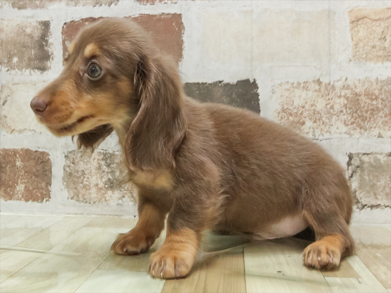 愛知県のカニンヘンダックスフンド(ロング) (ワンラブドン・キホーテ緑店(FC)/2025年8月28日生まれ/男の子/チョコレートタン)の子犬の2枚目の画像