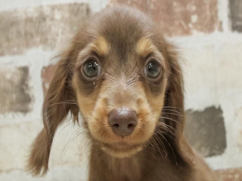 愛知県のカニンヘンダックスフンド(ロング) (ワンラブドン・キホーテ緑店(FC)/2025年8月28日生まれ/男の子/チョコレートタン)の子犬の1枚目の画像