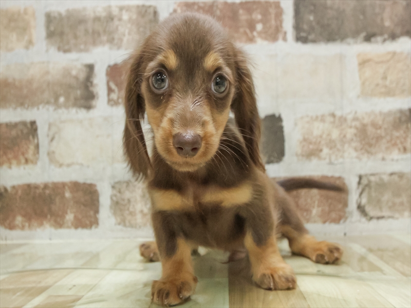 愛知県のカニンヘンダックスフンド(ロング) (ワンラブドン・キホーテ緑店(FC)/2025年8月28日生まれ/男の子/チョコレートタン)の子犬の3枚目の画像