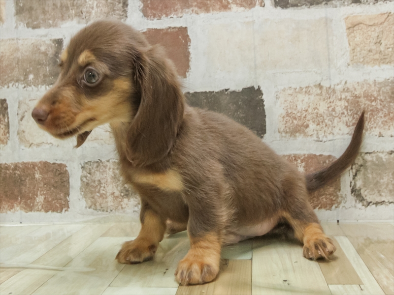 愛知県のカニンヘンダックスフンド(ロング) (ワンラブドン・キホーテ緑店(FC)/2025年8月28日生まれ/男の子/チョコレートタン)の子犬の2枚目の画像