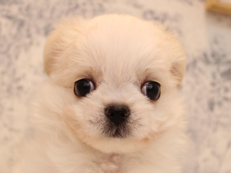 東京都のチワマル/マルチワ(チワワ×マルチーズ) (ワンラブ有明ガーデン東京本店/2025年9月1日生まれ/男の子/ホワイトクリーム)の子犬の1枚目の画像