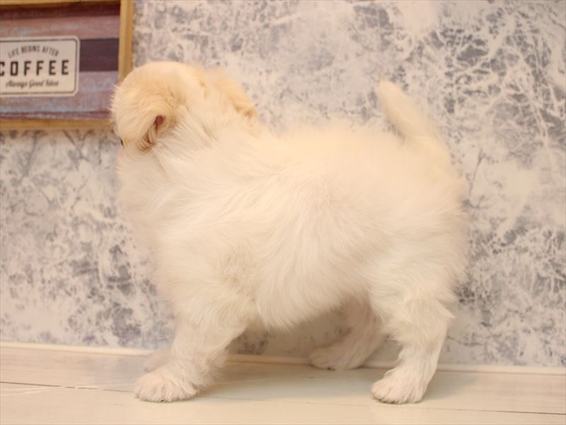 東京都のチワマル/マルチワ(チワワ×マルチーズ) (ワンラブ有明ガーデン東京本店/2025年9月1日生まれ/男の子/ホワイトクリーム)の子犬の3枚目の画像