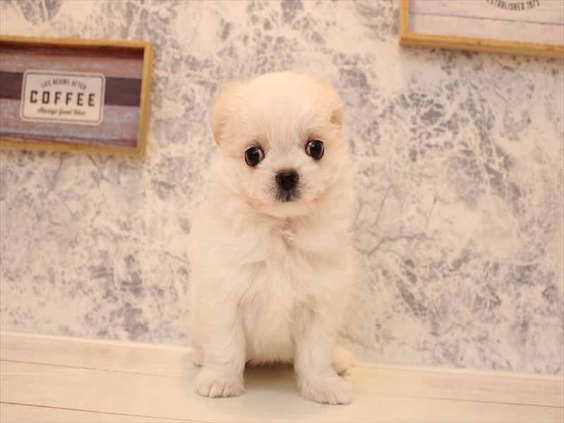 東京都のチワマル/マルチワ(チワワ×マルチーズ) (ワンラブ有明ガーデン東京本店/2025年9月1日生まれ/男の子/ホワイトクリーム)の子犬の2枚目の画像