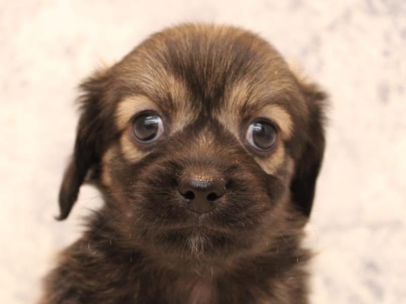 神奈川県のペキックス(ダックス×ペキニーズ) (ワンラブCoaska Bayside横須賀店/2025年8月31日生まれ/女の子/レッド)の子犬の1枚目の画像