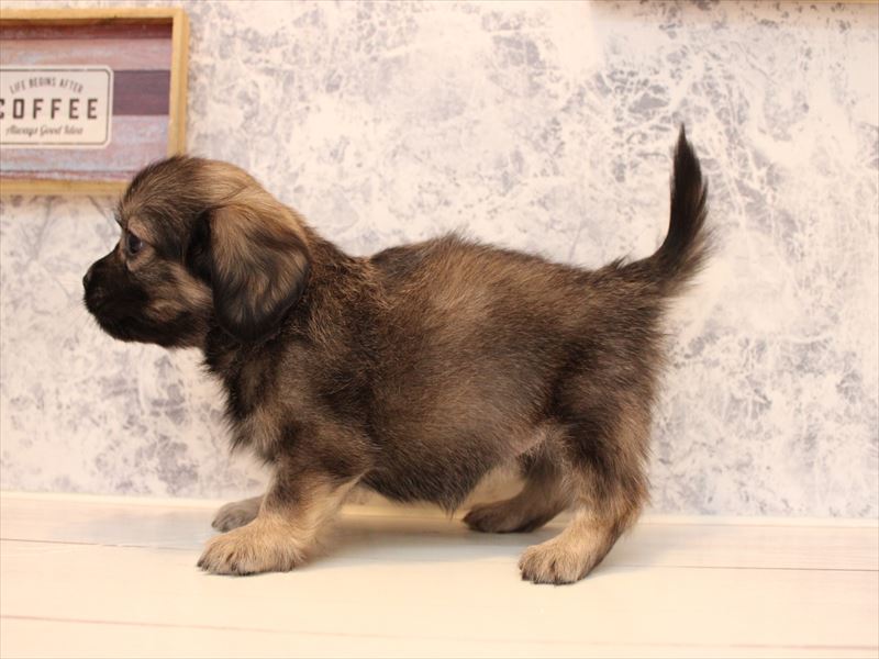 神奈川県のペキックス(ダックス×ペキニーズ) (ワンラブCoaska Bayside横須賀店/2025年8月31日生まれ/女の子/レッド)の子犬の3枚目の画像