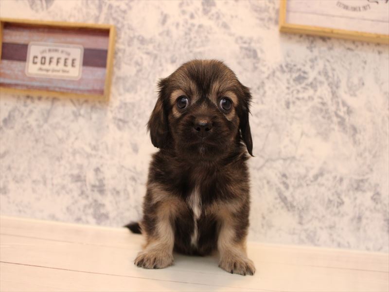 神奈川県のペキックス(ダックス×ペキニーズ) (ワンラブCoaska Bayside横須賀店/2025年8月31日生まれ/女の子/レッド)の子犬の2枚目の画像