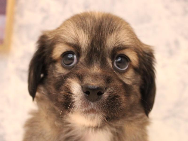 神奈川県のペキックス(ダックス×ペキニーズ) (ワンラブカインズ三浦店/2025年8月31日生まれ/男の子/レッド)の子犬の1枚目の画像