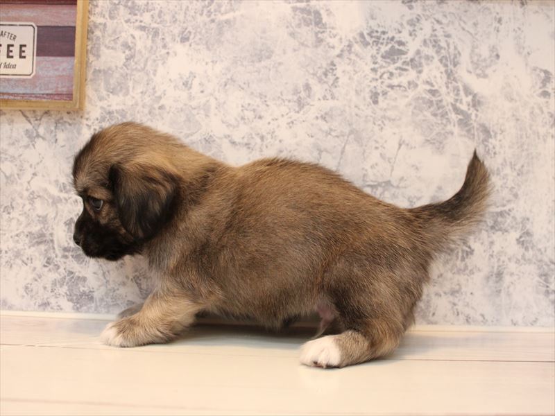 神奈川県のペキックス(ダックス×ペキニーズ) (ワンラブカインズ三浦店/2025年8月31日生まれ/男の子/レッド)の子犬の3枚目の画像