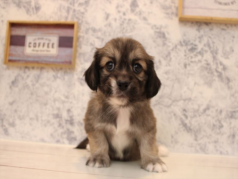 神奈川県のペキックス(ダックス×ペキニーズ) (ワンラブカインズ三浦店/2025年8月31日生まれ/男の子/レッド)の子犬の2枚目の画像