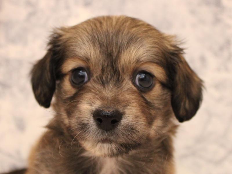 神奈川県のペキックス(ダックス×ペキニーズ) (ワンラブららぽーと海老名店/2025年8月31日生まれ/男の子/レッド)の子犬の1枚目の画像