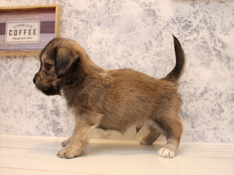 神奈川県のペキックス(ダックス×ペキニーズ) (ワンラブららぽーと海老名店/2025年8月31日生まれ/男の子/レッド)の子犬の3枚目の画像