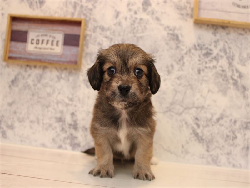 神奈川県のペキックス(ダックス×ペキニーズ) (ワンラブららぽーと海老名店/2025年8月31日生まれ/男の子/レッド)の子犬の2枚目の画像