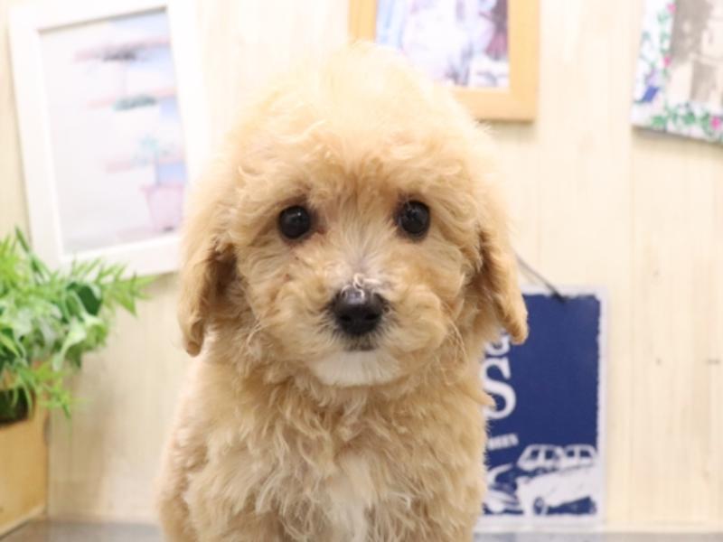 愛知県のビションプー(ビションフリーゼ×プードル) (ワンラブ名古屋守山インター総本店/2025年9月1日生まれ/男の子/アプリコット)の子犬の1枚目の画像