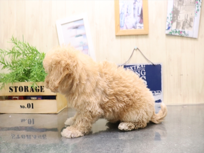 愛知県のビションプー(ビションフリーゼ×プードル) (ワンラブ名古屋守山インター総本店/2025年9月1日生まれ/男の子/アプリコット)の子犬の3枚目の画像