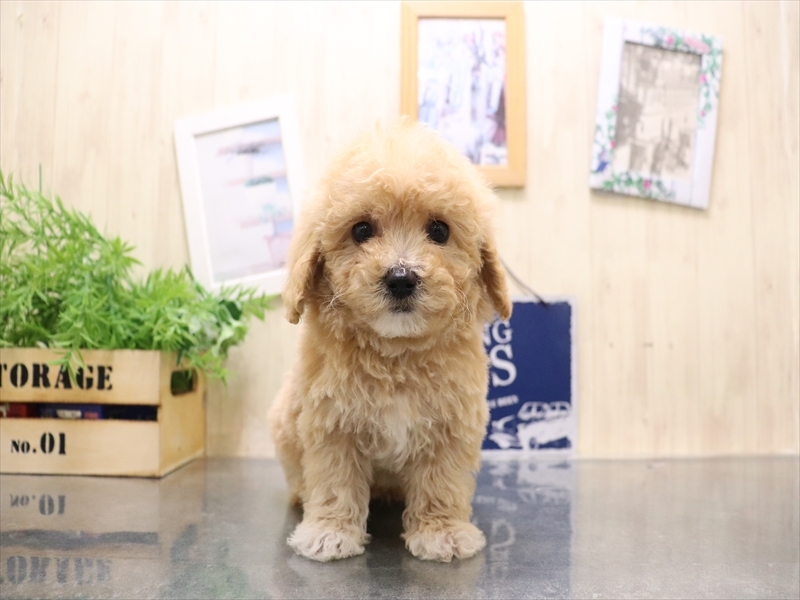 愛知県のビションプー(ビションフリーゼ×プードル) (ワンラブ名古屋守山インター総本店/2025年9月1日生まれ/男の子/アプリコット)の子犬の2枚目の画像