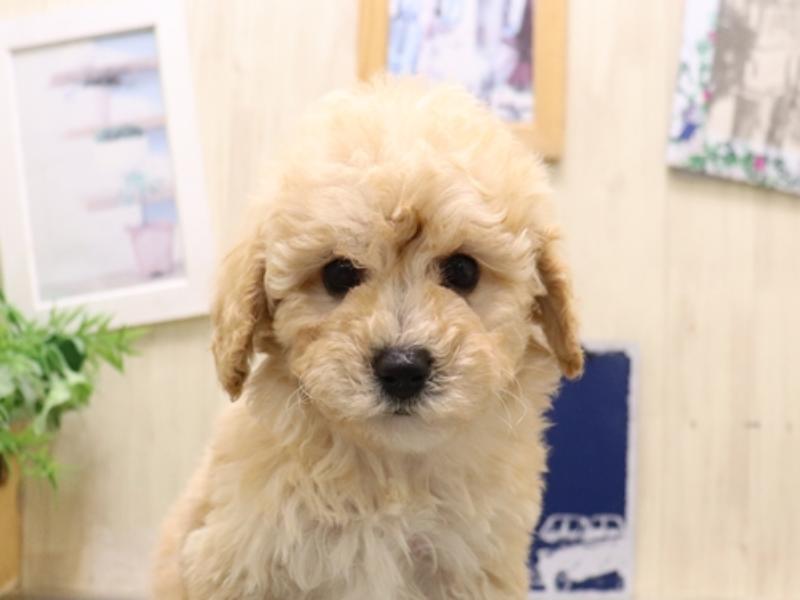 愛知県のビションプー(ビションフリーゼ×プードル) (ワンラブ名古屋守山インター総本店/2025年9月1日生まれ/男の子/アプリコット)の子犬の1枚目の画像