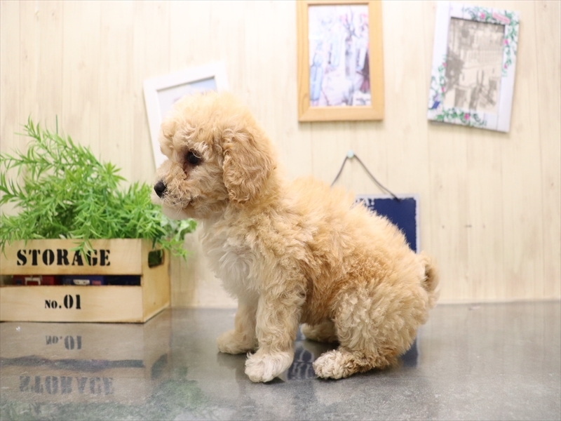 愛知県のビションプー(ビションフリーゼ×プードル) (ワンラブ名古屋守山インター総本店/2025年9月1日生まれ/男の子/アプリコット)の子犬の3枚目の画像