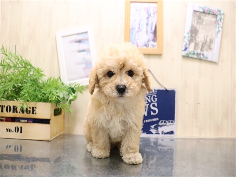 愛知県のビションプー(ビションフリーゼ×プードル) (ワンラブ名古屋守山インター総本店/2025年9月1日生まれ/男の子/アプリコット)の子犬の2枚目の画像