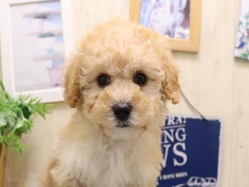 愛知県のビションプー(ビションフリーゼ×プードル) (ワンラブ名古屋守山インター総本店/2025年9月1日生まれ/男の子/アプリコット)の子犬の1枚目の画像