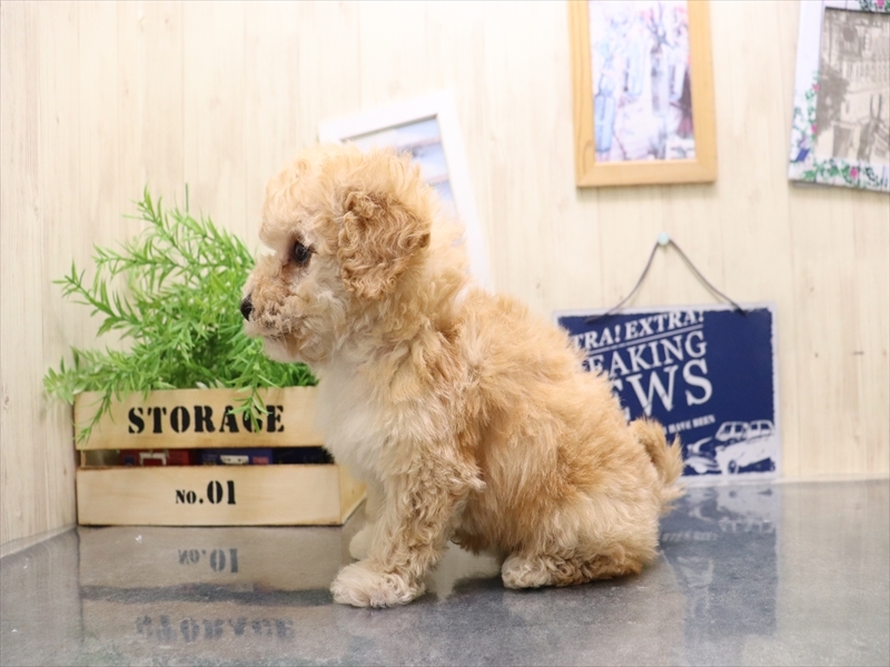 愛知県のビションプー(ビションフリーゼ×プードル) (ワンラブ名古屋守山インター総本店/2025年9月1日生まれ/男の子/アプリコット)の子犬の3枚目の画像