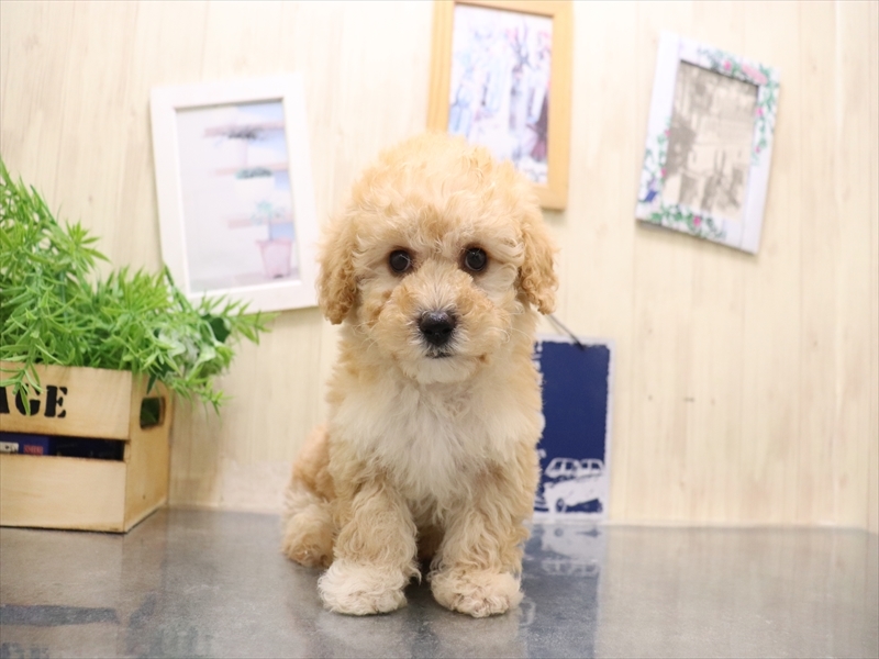 愛知県のビションプー(ビションフリーゼ×プードル) (ワンラブ名古屋守山インター総本店/2025年9月1日生まれ/男の子/アプリコット)の子犬の2枚目の画像